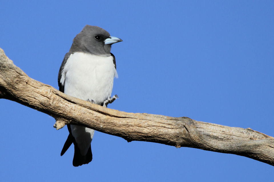 White-breasted Woodswallow (Artamus leucorynchus)